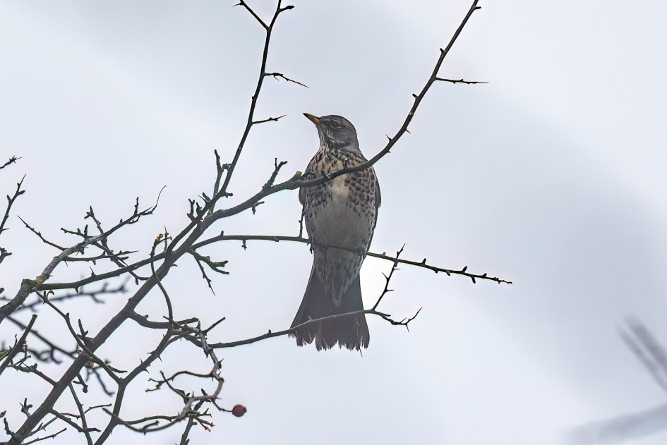 Fieldfare In Fog, 1/160 sec, f/7.1, 500 mm, ISO 400