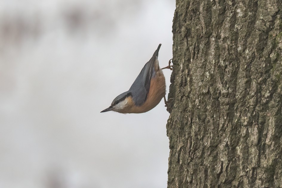 Nuthatch, 1/125 sec, f/7.1, 500 mm, ISO 1600