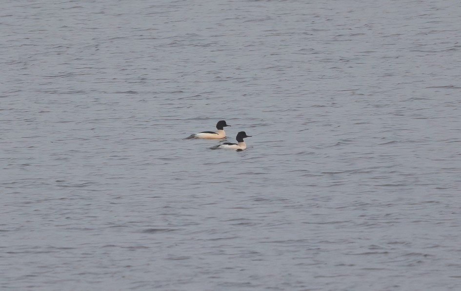 Goosanders-, 1/160 sec, f/7.1, 500 mm, ISO 1000