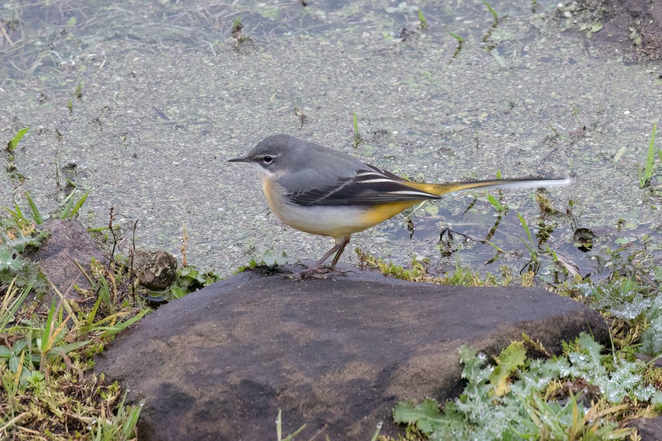 Grey Wagtail-, 1/160 sec, f/7.1, 500 mm, ISO 3200
