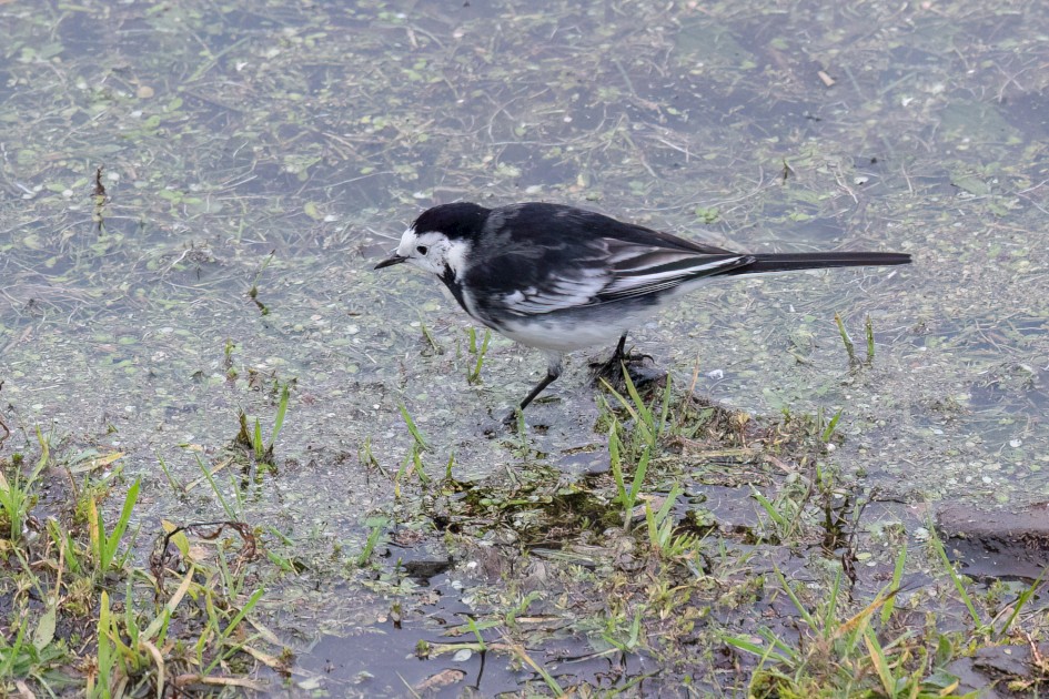 Pied Wagtail-, 1/160 sec, f/7.1, 500 mm, ISO 3200