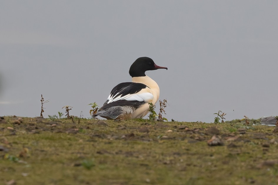 Goosander, 1/160 sec, f/7.1, 500 mm, ISO 1000