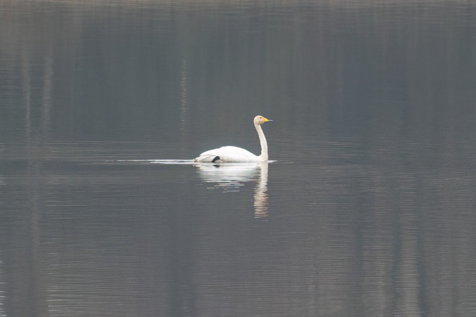 Whooper Swan, 1/160 sec, f/7.1, 500 mm, ISO 400