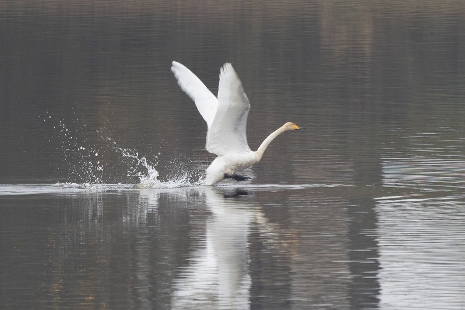 Whooper Swan , 1/160 sec, f/7.1, 500 mm, ISO 320