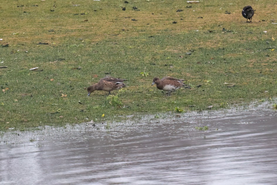 Wigeon, 1/125 sec, f/7.1, 500 mm, ISO 2000