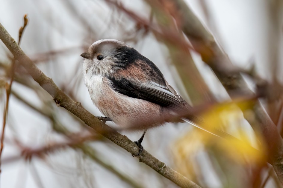 Long-tailed Tit, 1/640 sec, f/7.1, 500 mm, ISO 5000