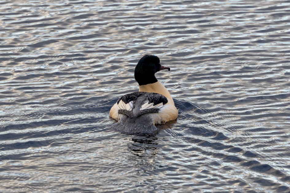 Goosander, 1/640 sec, f/7.1, 500 mm, ISO 400