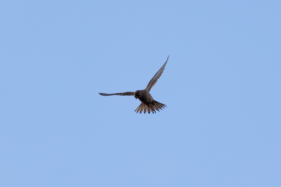 Kestrel, 1/2500 sec, f/7.1, 500 mm, ISO 1000