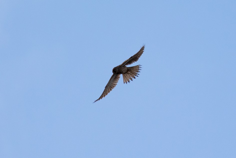 Kestrel , 1/2500 sec, f/7.1, 500 mm, ISO 1000
