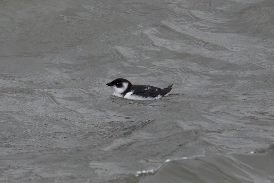Little Auk, 1/500 sec, f/7.1, 500 mm, ISO 10000