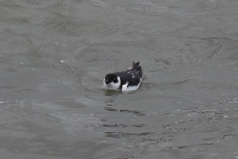 Little Auk, 1/640 sec, f/7.1, 500 mm, ISO 12800