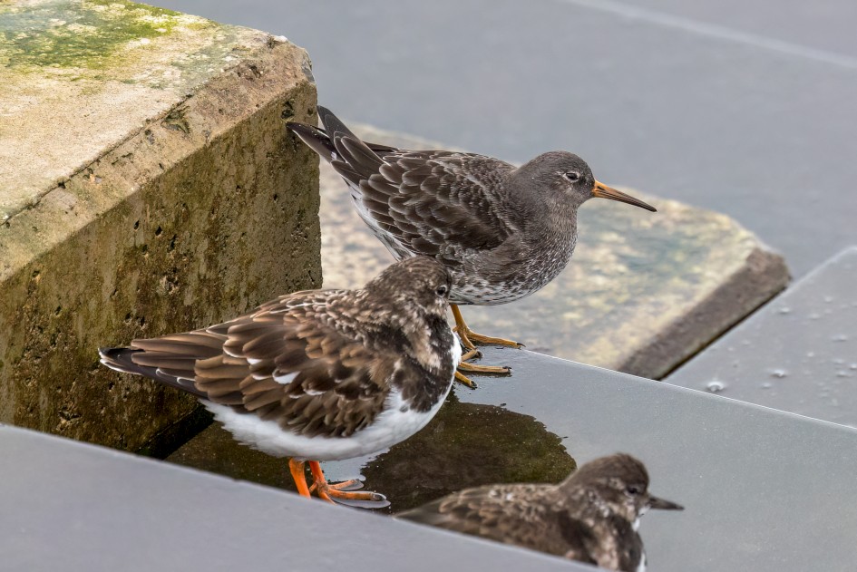 Purple Sandpiper, 1/500 sec, f/7.1, 500 mm, ISO 2000