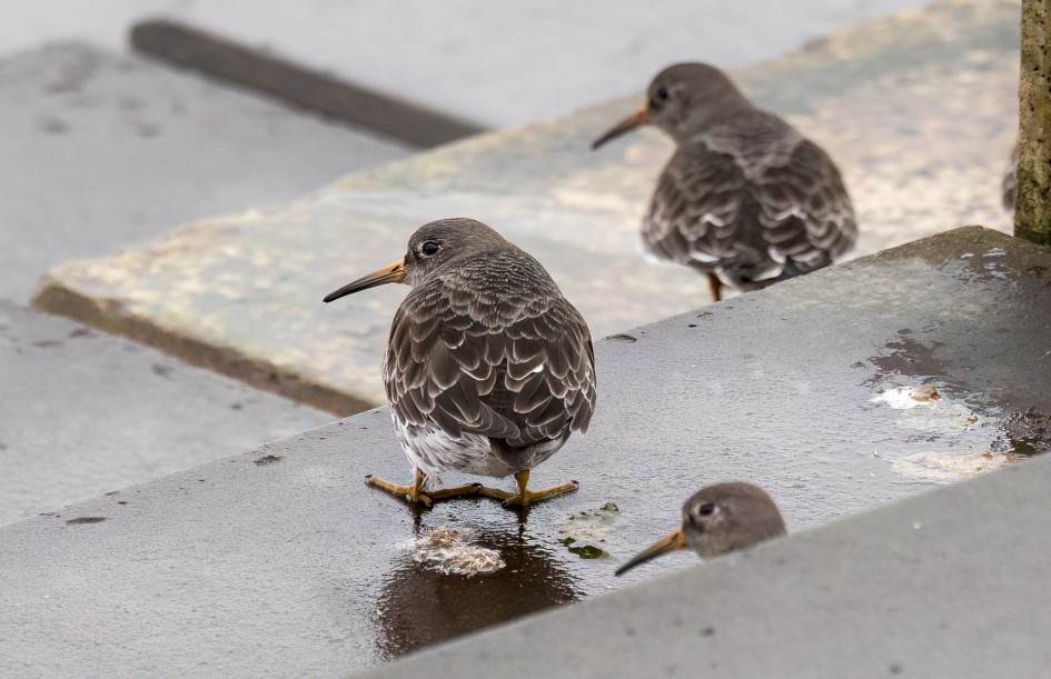 Purple Sandpipers, 1/500 sec, f/7.1, 500 mm, ISO 1600