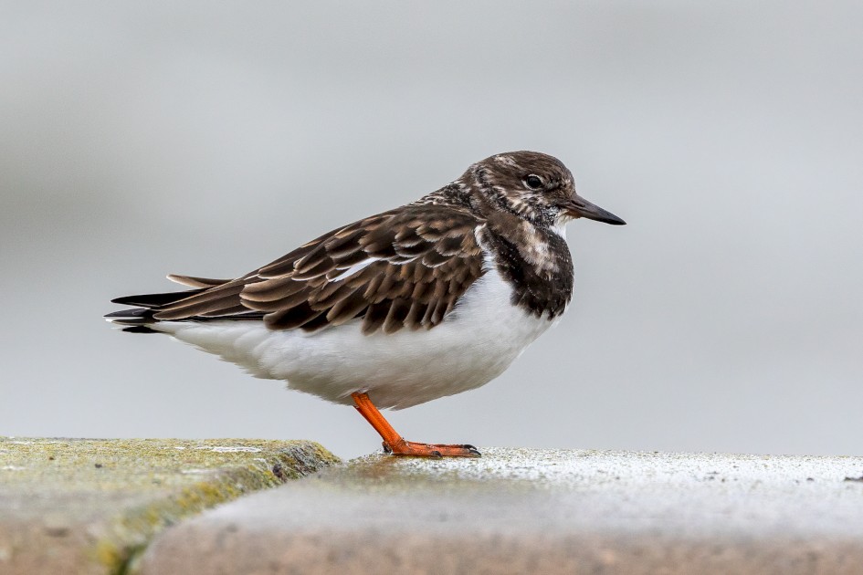 Turnstone, 1/500 sec, f/7.1, 500 mm, ISO 1000