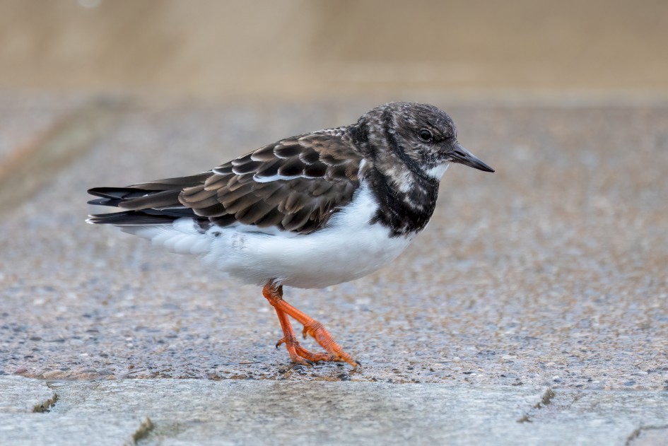 Turnstone, 1/500 sec, f/7.1, 500 mm, ISO 2000