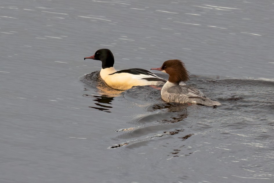 Goosanders, 1/640 sec, f/7.1, 500 mm, ISO 2500