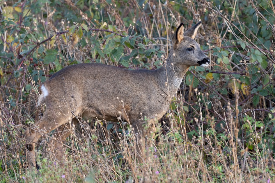 Roe Deer, 1/125 sec, f/7.1, 500 mm, ISO 1250