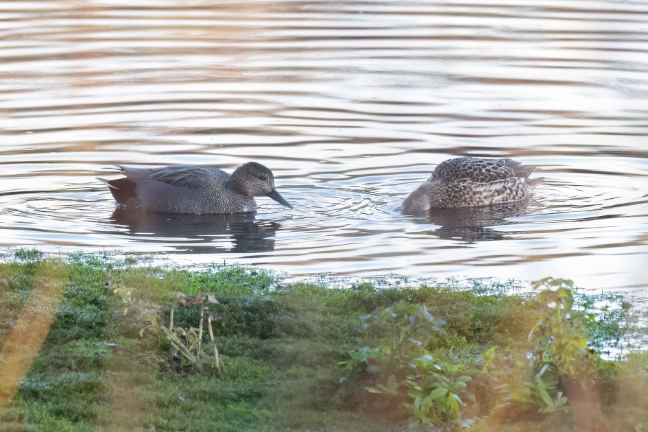 Gadwall, 1/640 sec, f/7.1, 500 mm, ISO 3200