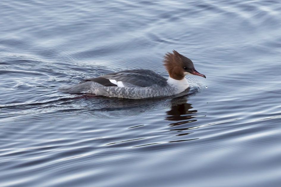 Goosander, 1/500 sec, f/7.1, 500 mm, ISO 2500