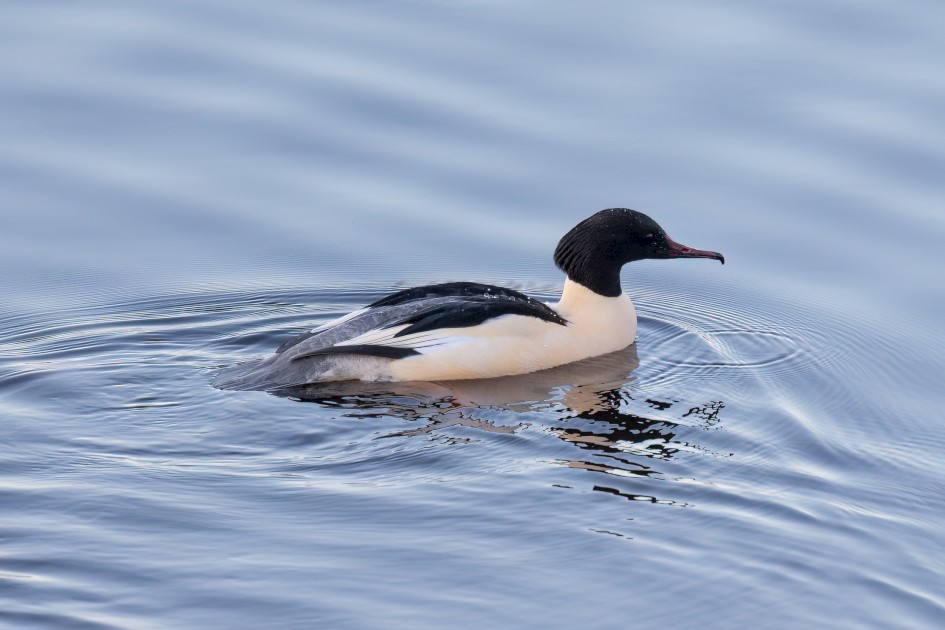 Goosander , 1/640 sec, f/7.1, 500 mm, ISO 2500