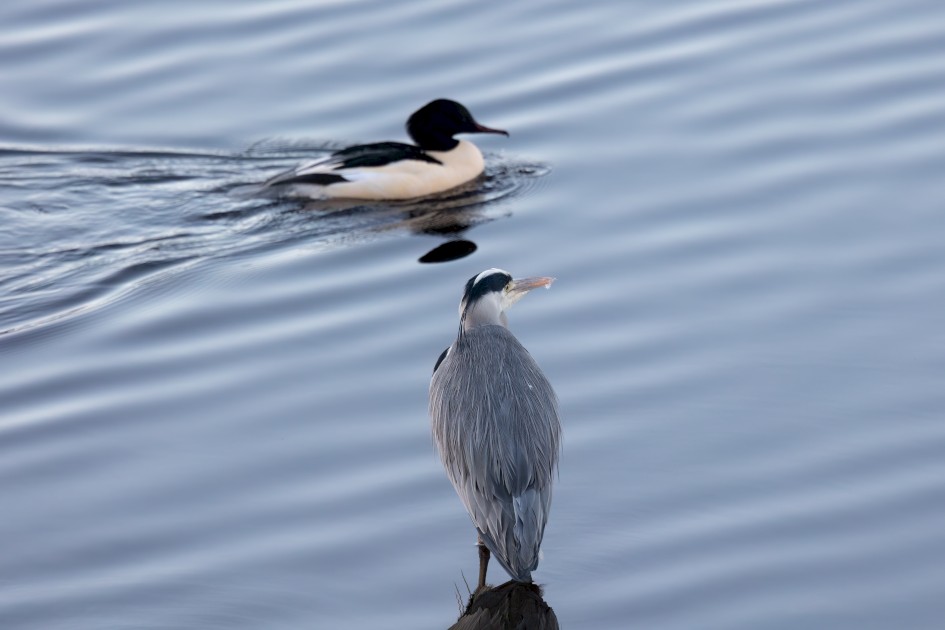 Heron Goosander, 1/500 sec, f/7.1, 500 mm, ISO 2500
