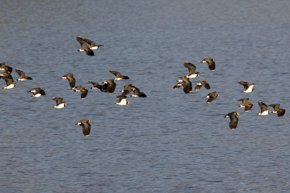 Lapwings, 1/200 sec, f/7.1, 500 mm, ISO 100