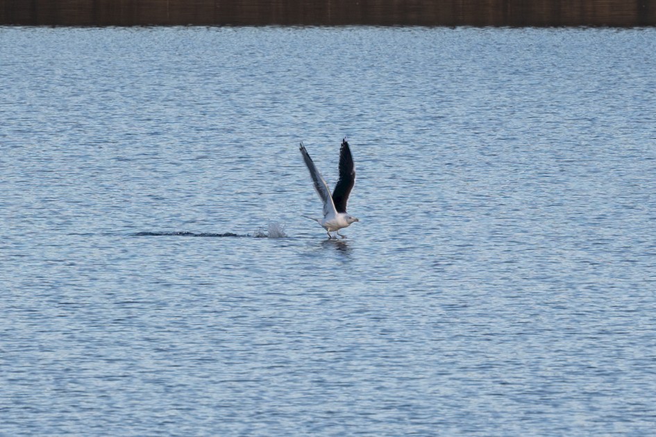 Great Black-backed Gull, 1/160 sec, f/7.1, 500 mm, ISO 100