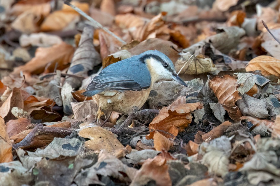 Nuthatch, 1/500 sec, f/7.1, 500 mm, ISO 10000