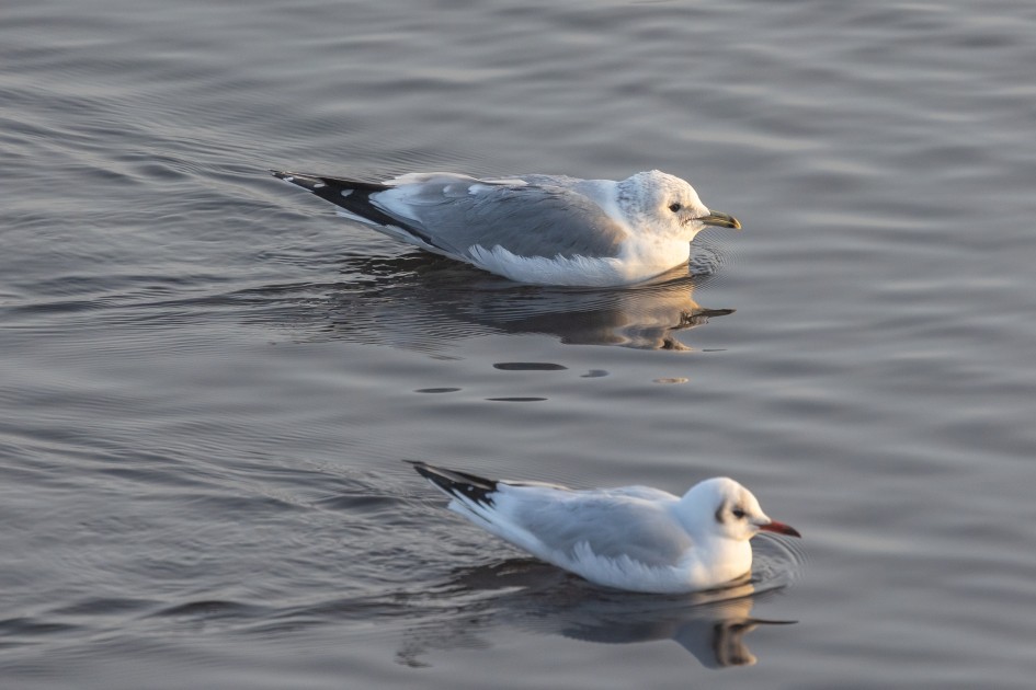 Common Gull, 1/500 sec, f/7.1, 500 mm, ISO 500