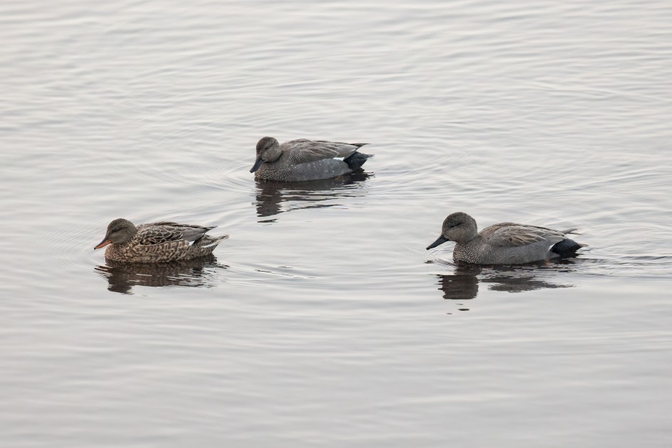 Gadwall, 1/640 sec, f/7.1, 500 mm, ISO 5000