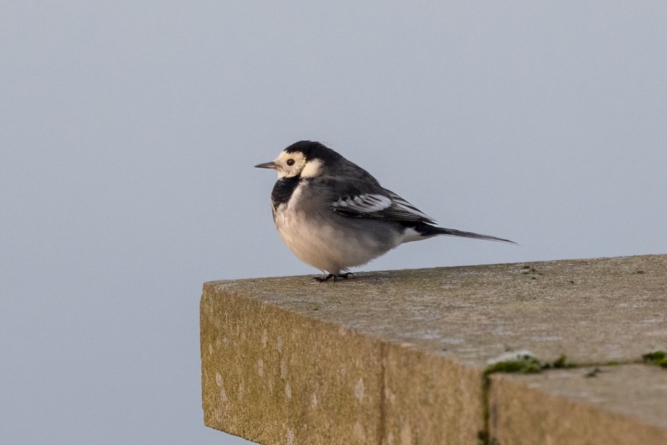 Pied Wagtail, 1/500 sec, f/7.1, 500 mm, ISO 1250