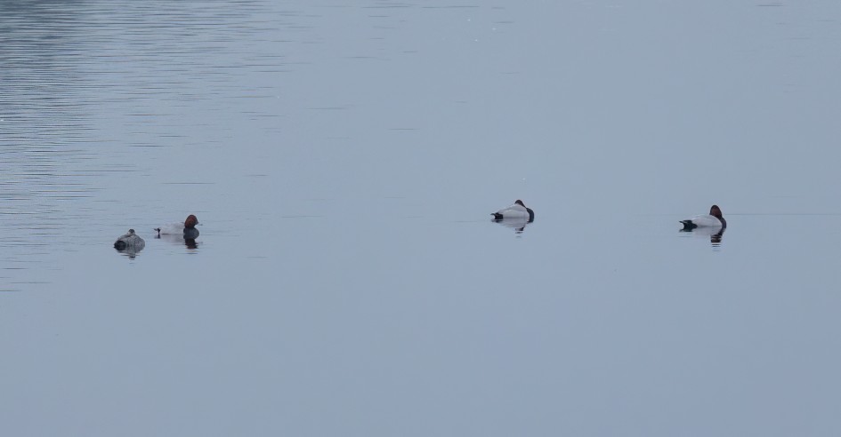 Pochard, 1/125 sec, f/7.1, 500 mm, ISO 2000