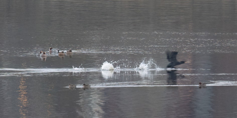 Wigeon- Teal And Cormorant, 1/125 sec, f/7.1, 500 mm, ISO 3200