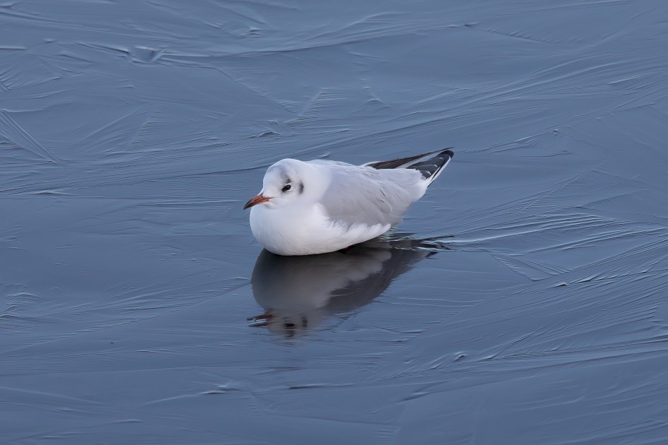 Black-headed Gull, 1/125 sec, f/7.1, 500 mm, ISO 160