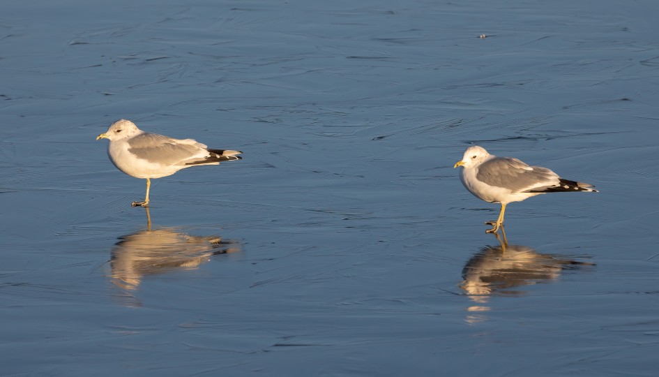 Common Gulls, 1/200 sec, f/7.1, 500 mm, ISO 100