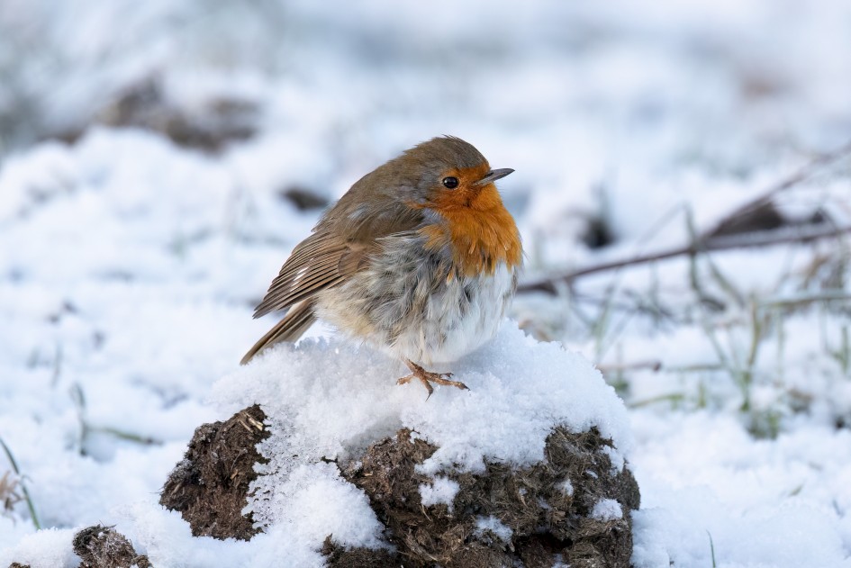 Robin, 1/640 sec, f/7.1, 500 mm, ISO 4000