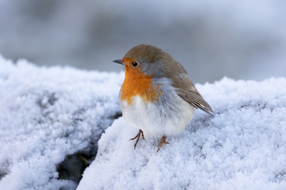 Robin, 1/160 sec, f/7.1, 500 mm, ISO 800