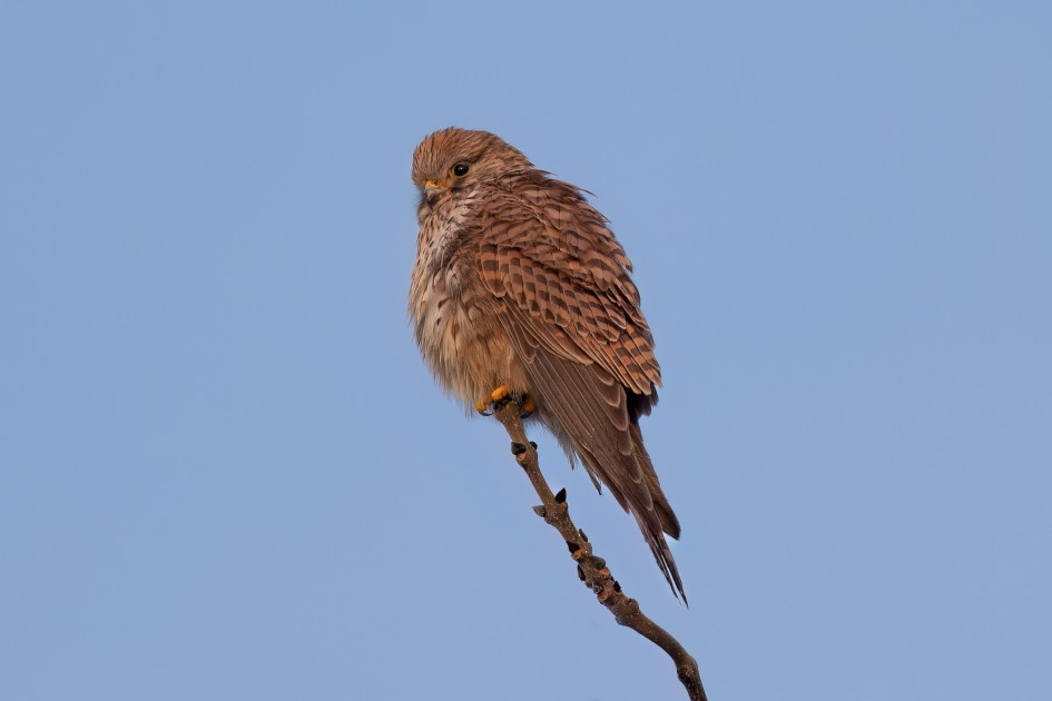 Kestrel, 1/160 sec, f/7.1, 500 mm, ISO 200
