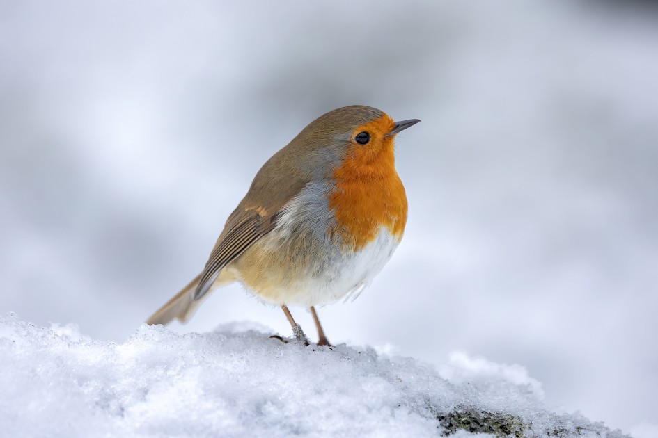 Robin, 1/160 sec, f/6.3, 400 mm, ISO 800