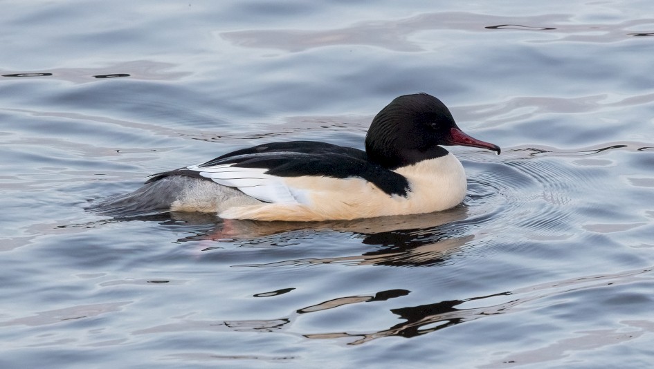 Goosander, 1/640 sec, f/7.1, 500 mm, ISO 3200