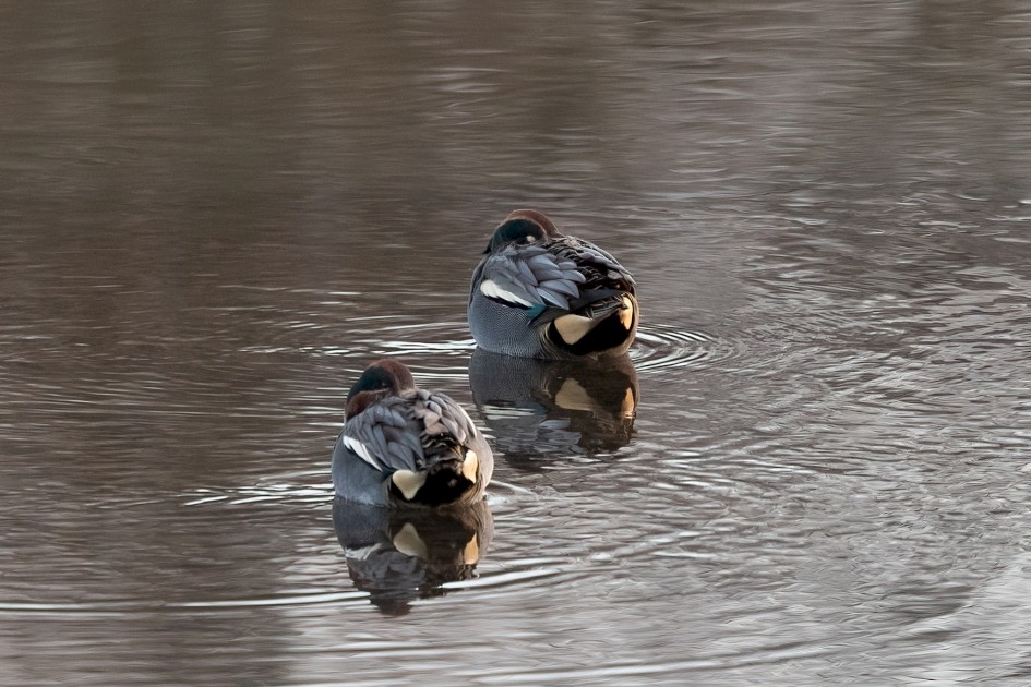Teal, 1/125 sec, f/7.1, 500 mm, ISO 1000