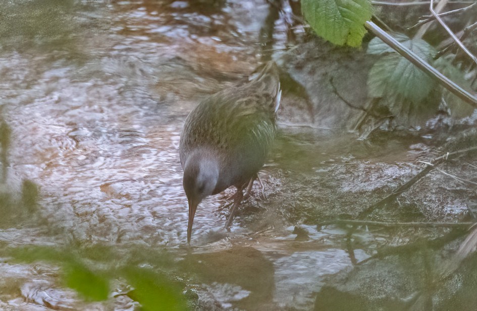 Water Rail, 1/160 sec, f/7.1, 500 mm, ISO 25600