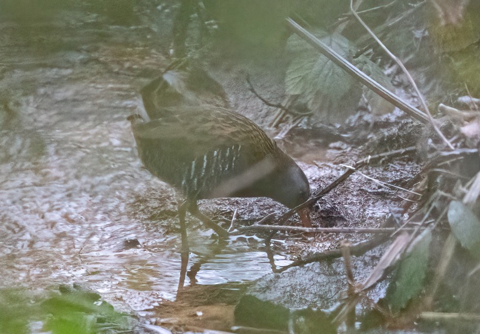 Water Rail , 1/125 sec, f/7.1, 500 mm, ISO 25600