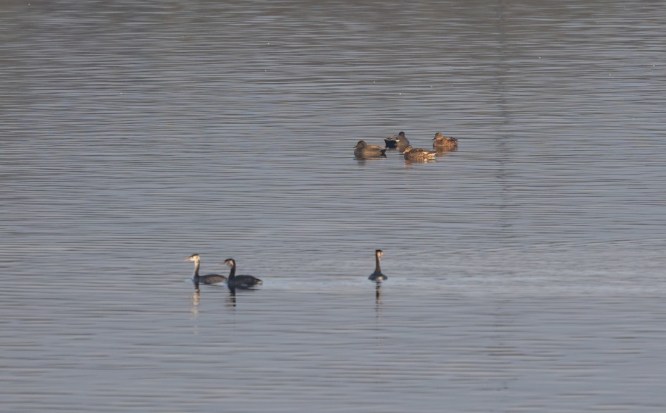 Gadwall And Great Crested Grebes, 1/160 sec, f/7.1, 500 mm, ISO 125