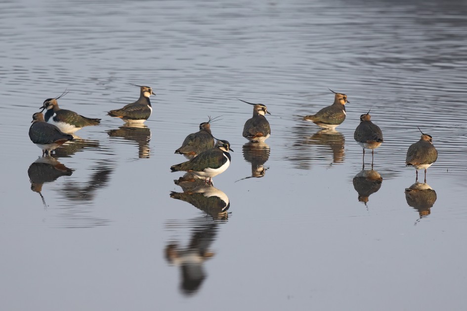 Lapwings, 1/160 sec, f/7.1, 500 mm, ISO 250