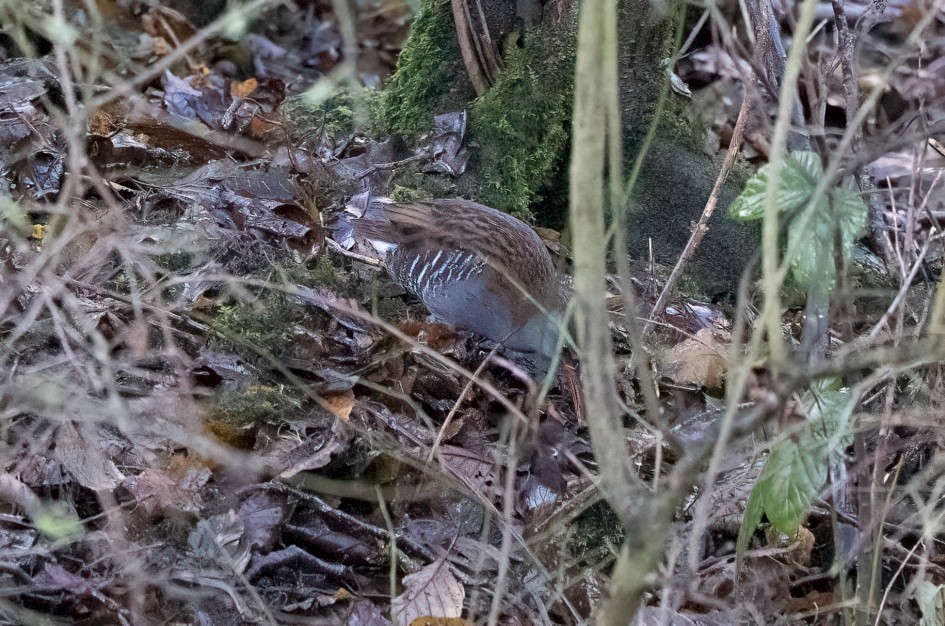 Water Rail, 1/400 sec, f/7.1, 500 mm, ISO 25600