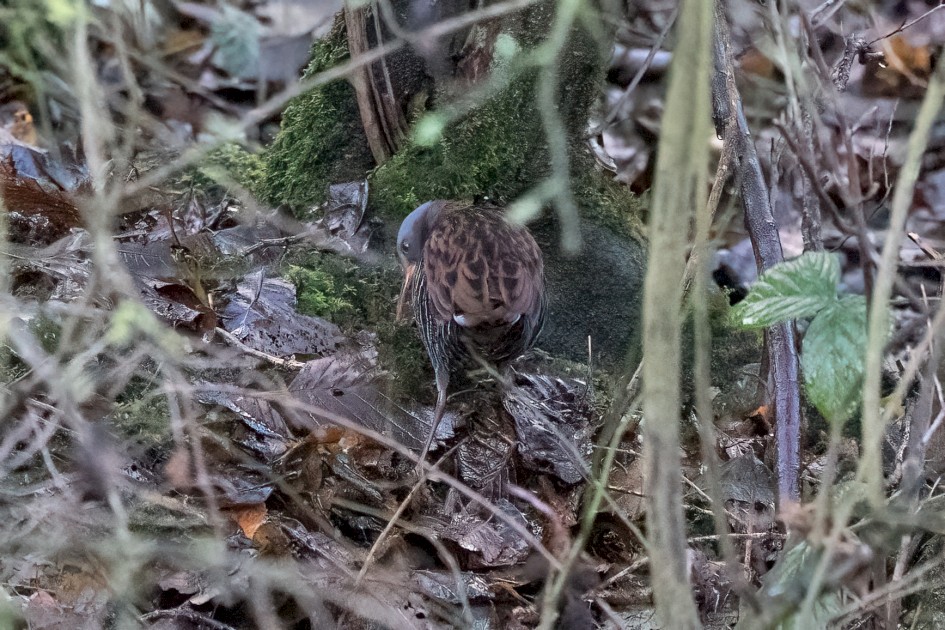 Water Rail , 1/500 sec, f/7.1, 500 mm, ISO 25600