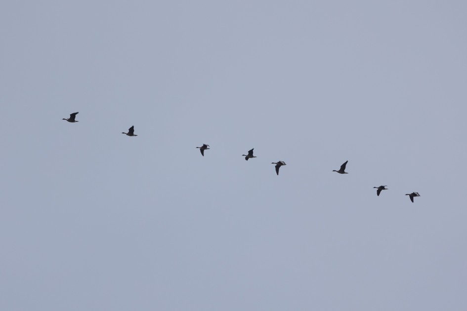  Pink-footed Geese Low Over The Lake, 1/320 sec, f/7.1, 500 mm, ISO 100