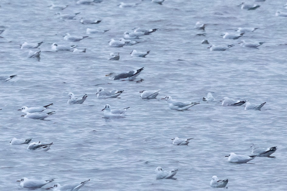 Mediterranean Gull, 1/500 sec, f/7.1, 500 mm, ISO 8000