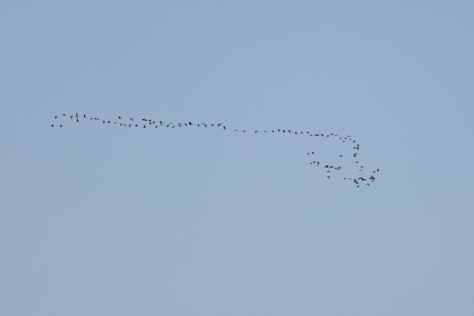 Pink-footed Geese Over Ealees, 1/640 sec, f/7.1, 500 mm, ISO 100